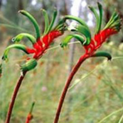 Anigozanthus Flavidus flowers